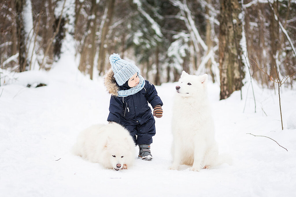 Зимние фотосессии с собаками